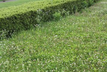 �V���c���N�T�@�t�B�[���h