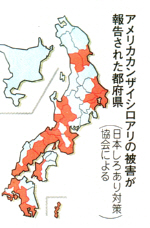 アメリカカンザイシロアリ被害報告県