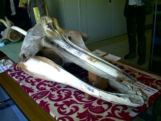 ツチクジラ頭骨