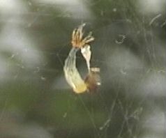 脱皮1