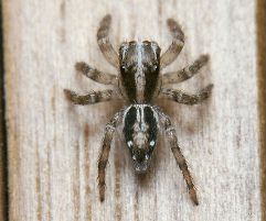 ハエトリ チャ スジ 縦縞模様が元気にジャンプ！茶色い身体に縦縞の入った蜘蛛はなに？