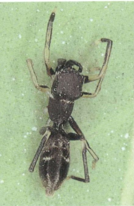 japonica female