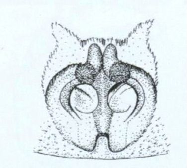 japonica epigynum
