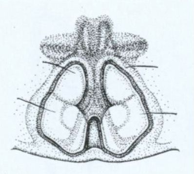 formicaria epigynum