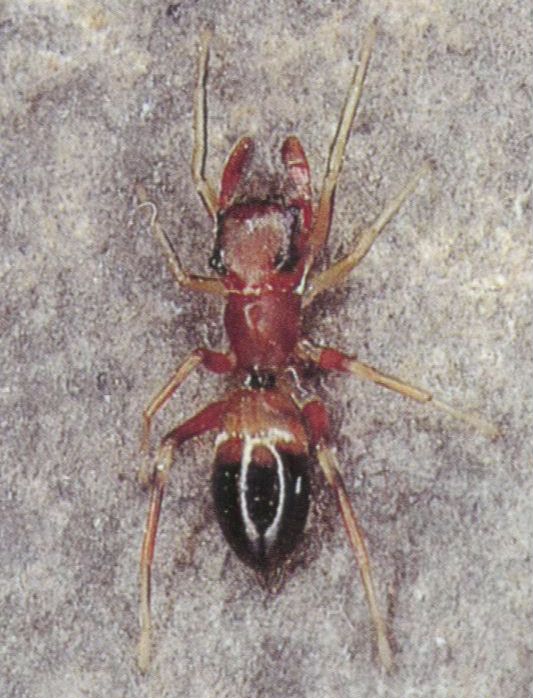 formicaria female