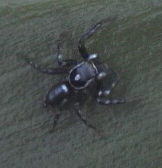 spider28