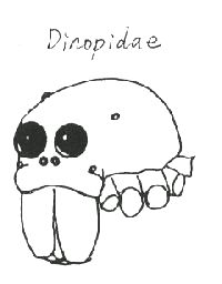 Dinopis　or　Deinopis　eye