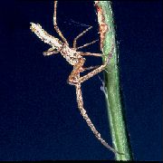 Jumping Spiders Menoza and Marpissa spp. from Japan